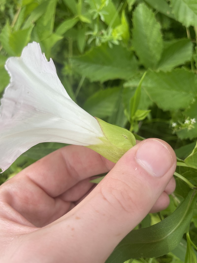 Calystegia sepium subsp. erratica photo 2