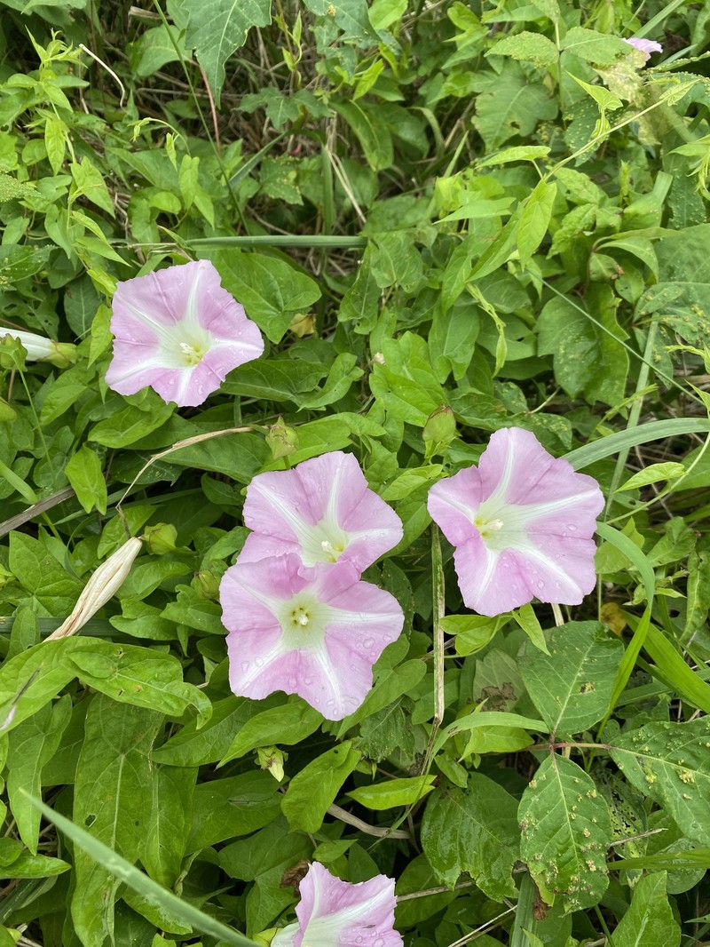 Calystegia sepium subsp. erratica photo 3