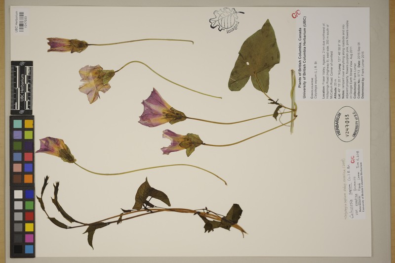 Calystegia sepium subsp. erratica photo 4