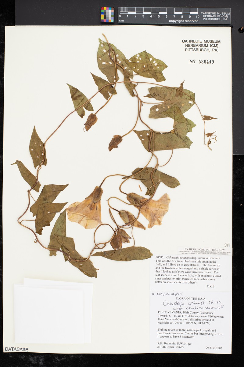 Calystegia sepium subsp. erratica photo 6