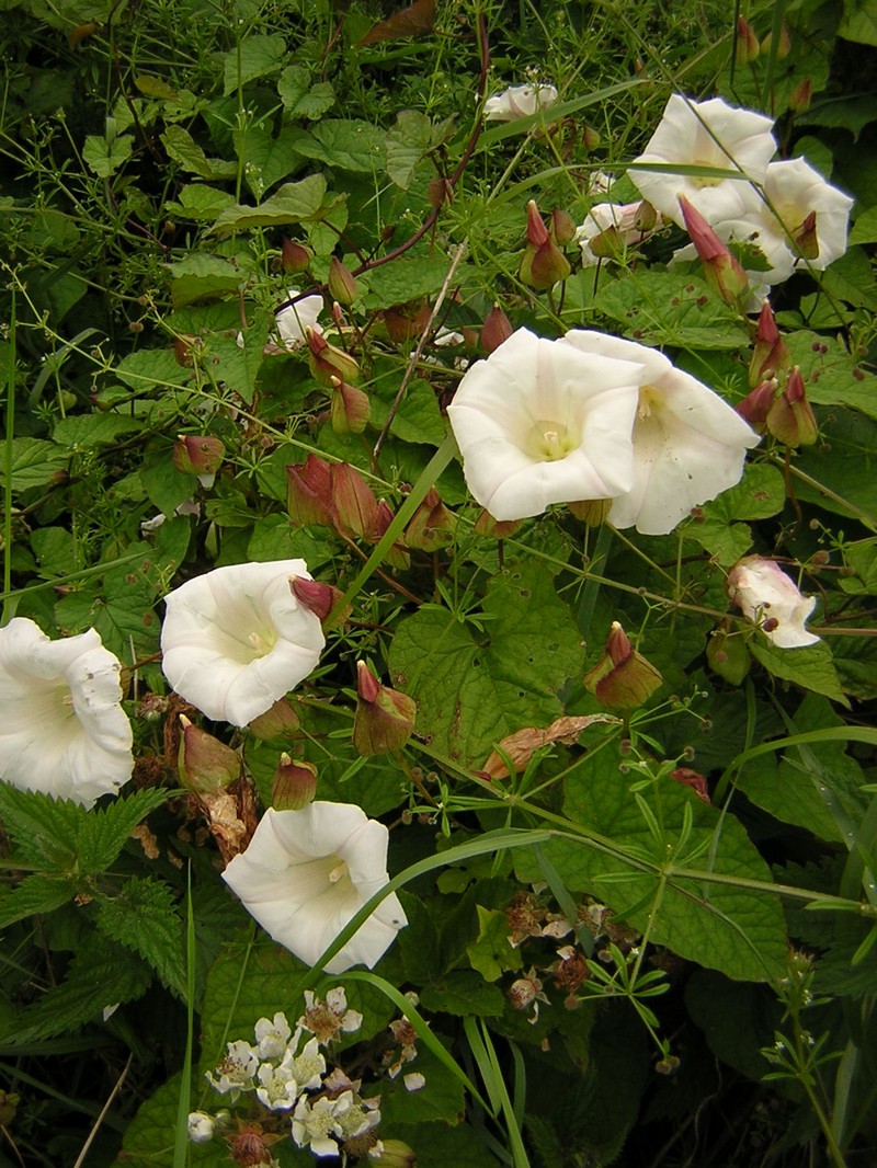 Shortstalk False Bindweed
