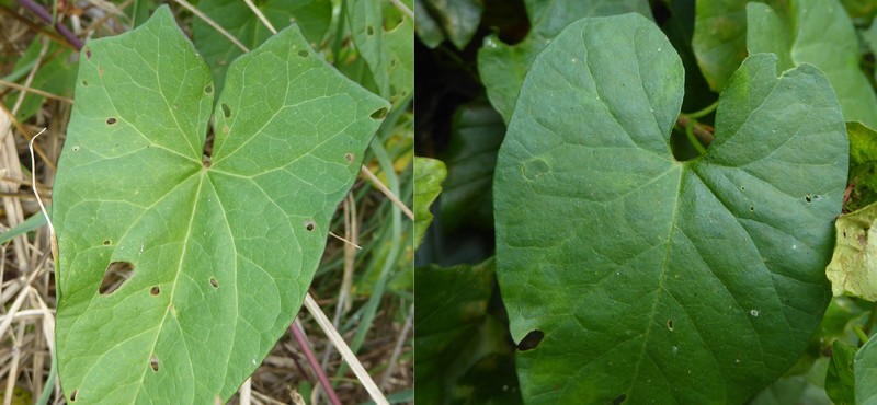Shortstalk False Bindweed photo 2