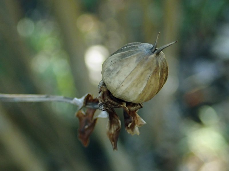 Shortstalk False Bindweed photo 4