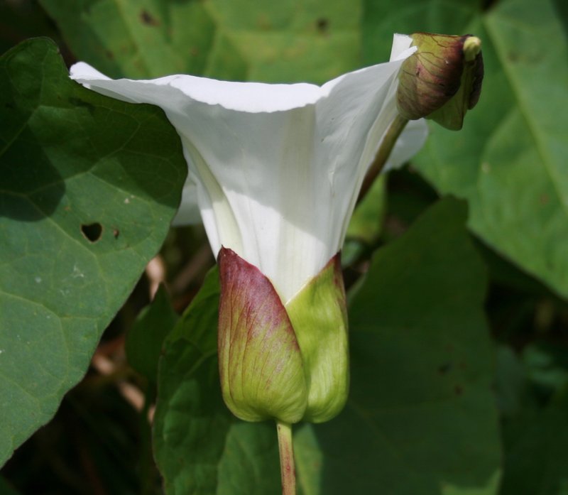 Shortstalk False Bindweed photo 5