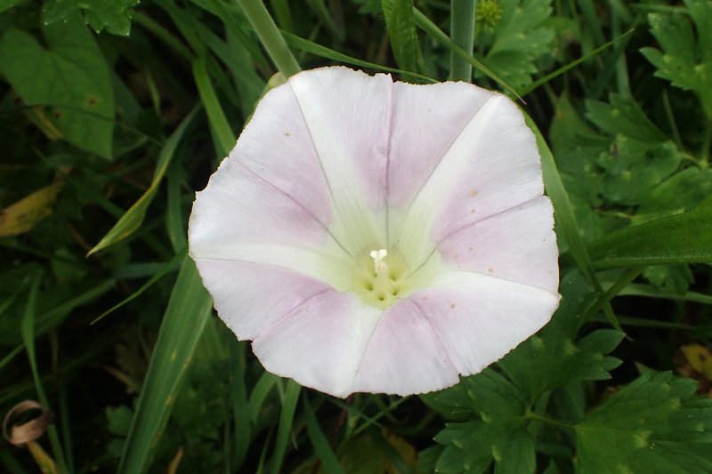 Shortstalk False Bindweed photo 6