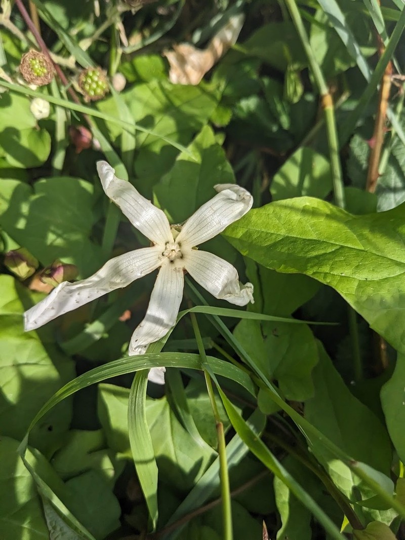 Shortstalk False Bindweed photo 7