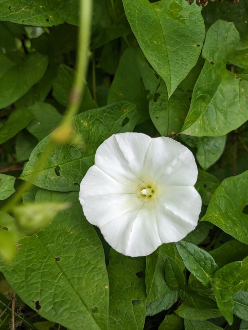 Calystegia silvatica subsp. fraterniflora