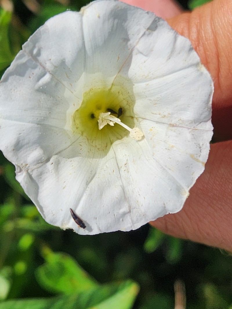 Calystegia silvatica subsp. fraterniflora photo 2
