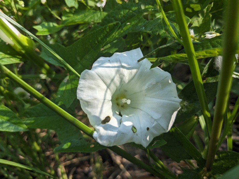 Calystegia silvatica subsp. fraterniflora photo 3