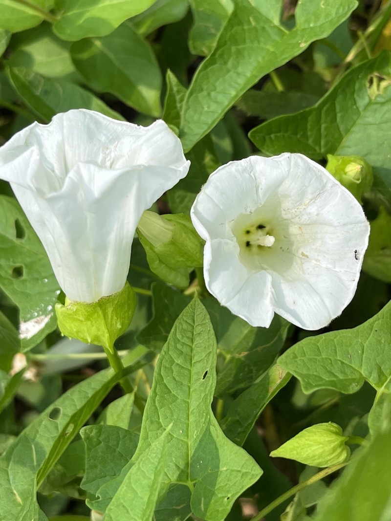 Calystegia silvatica subsp. fraterniflora photo 4