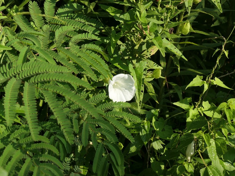 Calystegia silvatica subsp. fraterniflora photo 5