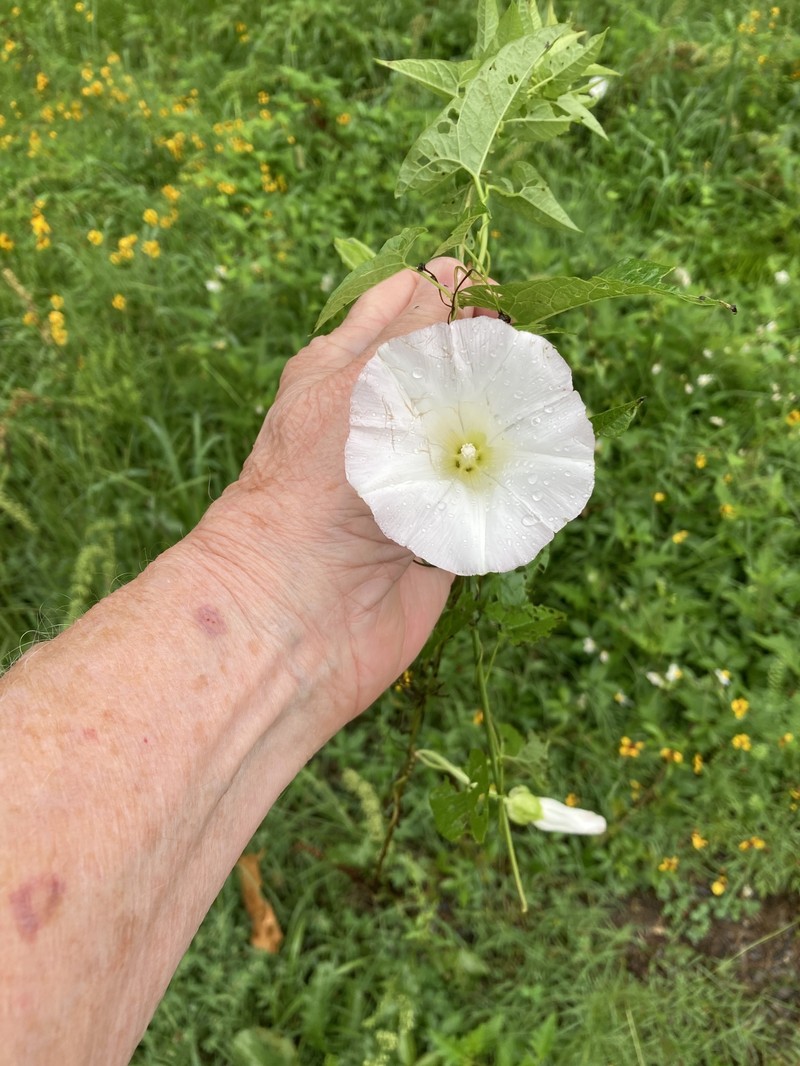 Calystegia silvatica subsp. fraterniflora photo 6