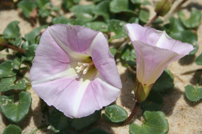 Seashore False Bindweed