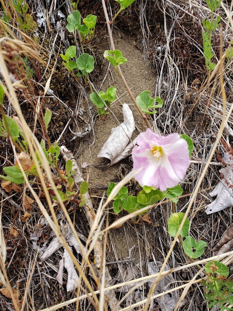 Seashore False Bindweed photo 2