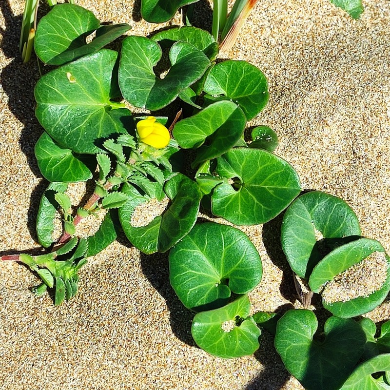 Seashore False Bindweed photo 3