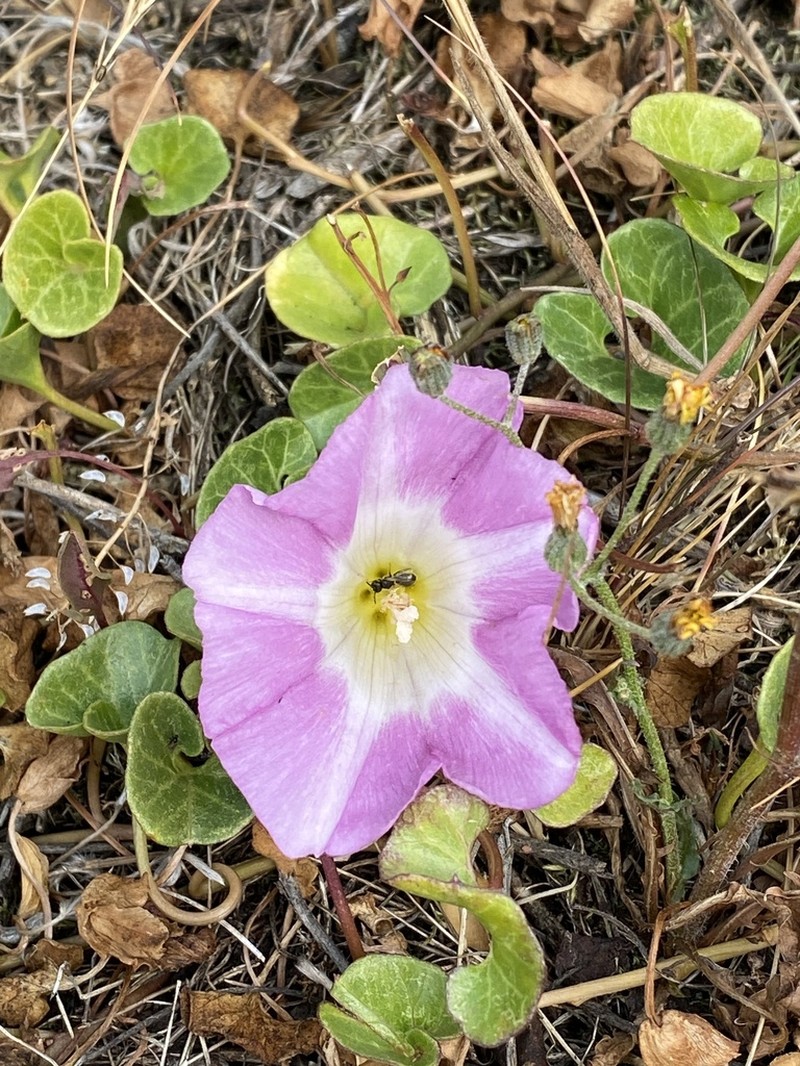 Seashore False Bindweed photo 4
