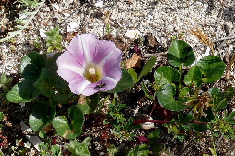 Seashore False Bindweed photo 5