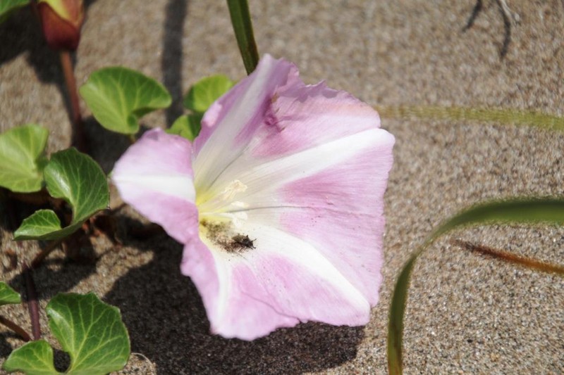 Seashore False Bindweed photo 6