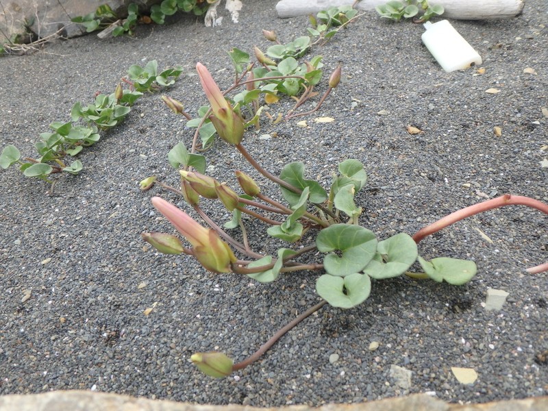 Seashore False Bindweed photo 7