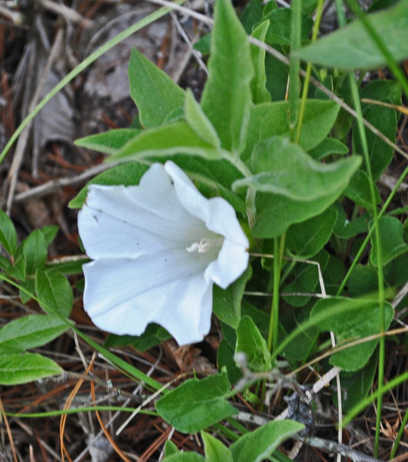 Low False Bindweed