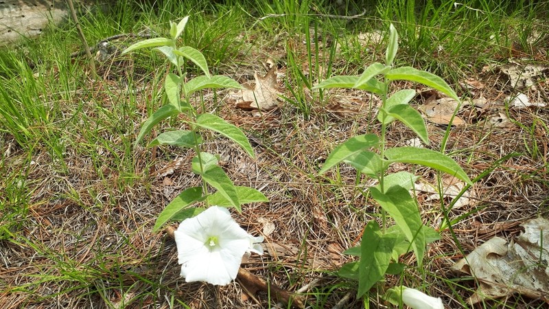 Low False Bindweed photo 2