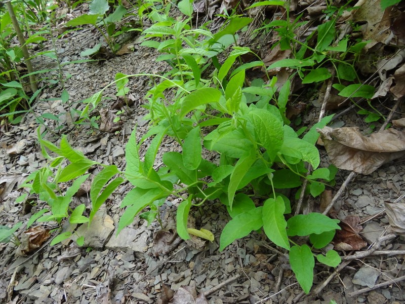 Low False Bindweed photo 3