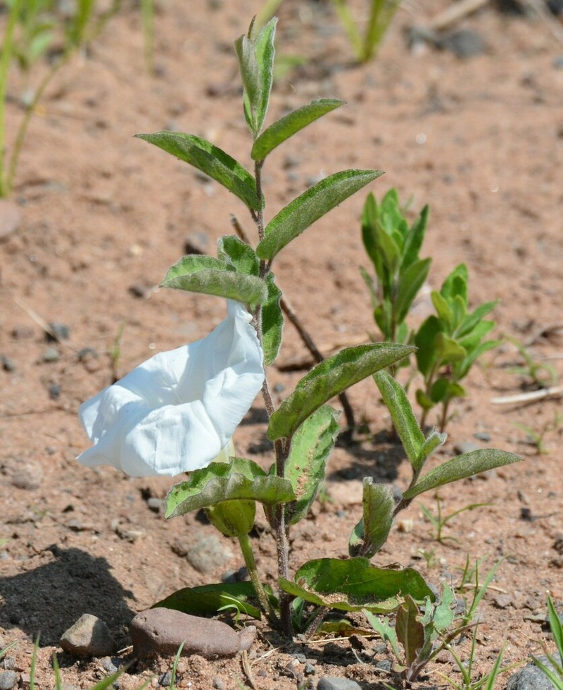 Low False Bindweed photo 4