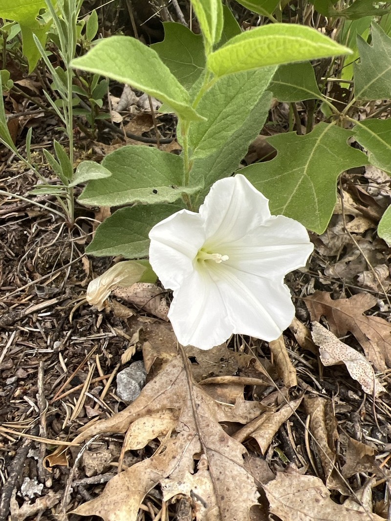 Low False Bindweed photo 5