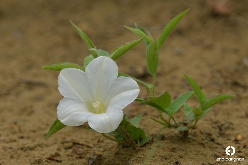 Low False Bindweed photo 6