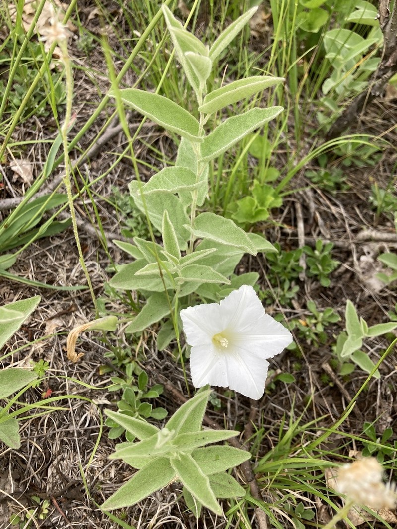 Low False Bindweed photo 7