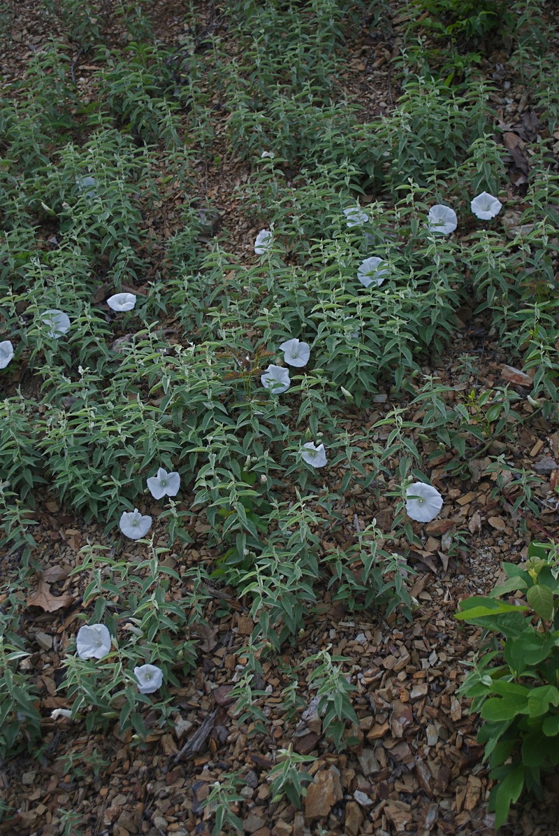Calystegia spithamaea subsp. purshiana photo 6