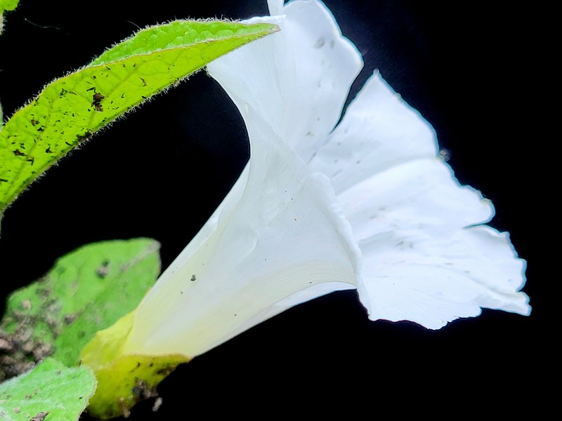 Calystegia spithamaea subsp. spithamaea photo 2