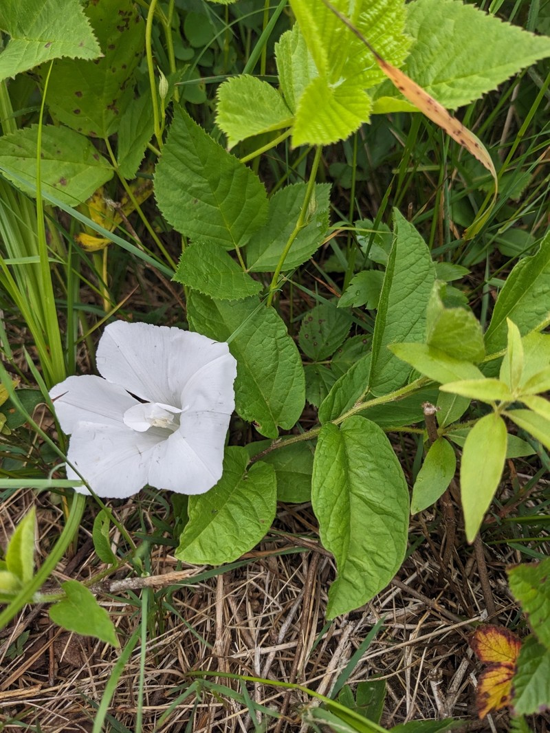 Calystegia spithamaea subsp. spithamaea photo 3