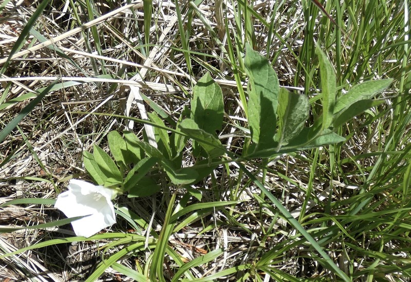 Calystegia spithamaea subsp. spithamaea photo 4