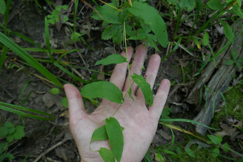 Calystegia spithamaea subsp. spithamaea photo 5