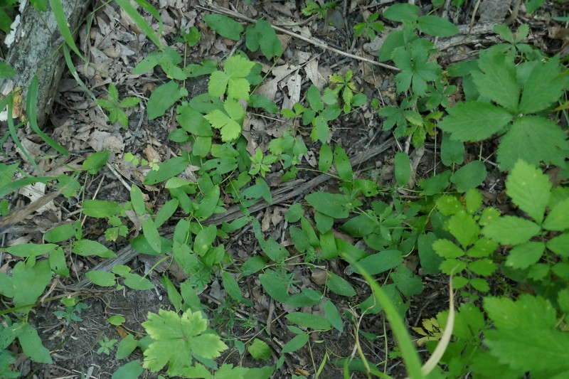 Calystegia spithamaea subsp. spithamaea photo 6