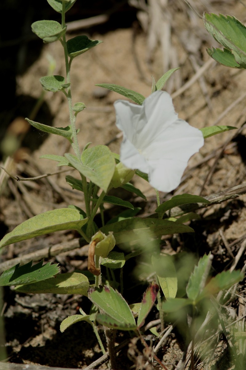 Calystegia spithamaea subsp. stans photo 4