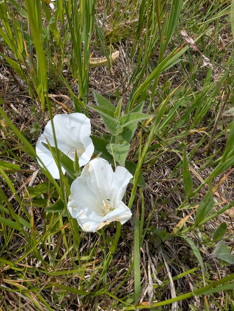 Calystegia spithamaea subsp. stans photo 5