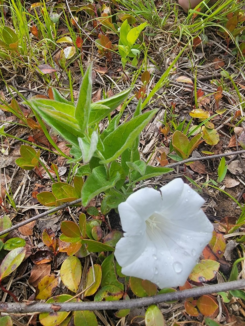 Calystegia spithamaea subsp. stans photo 7