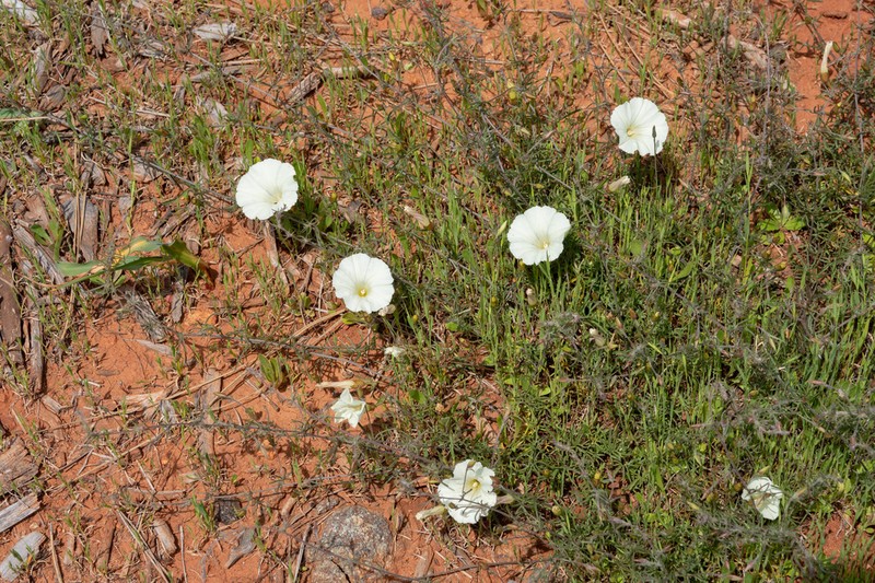 Stebbins' False Bindweed photo 2