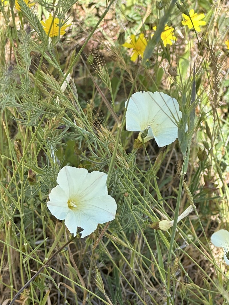 Stebbins' False Bindweed photo 3