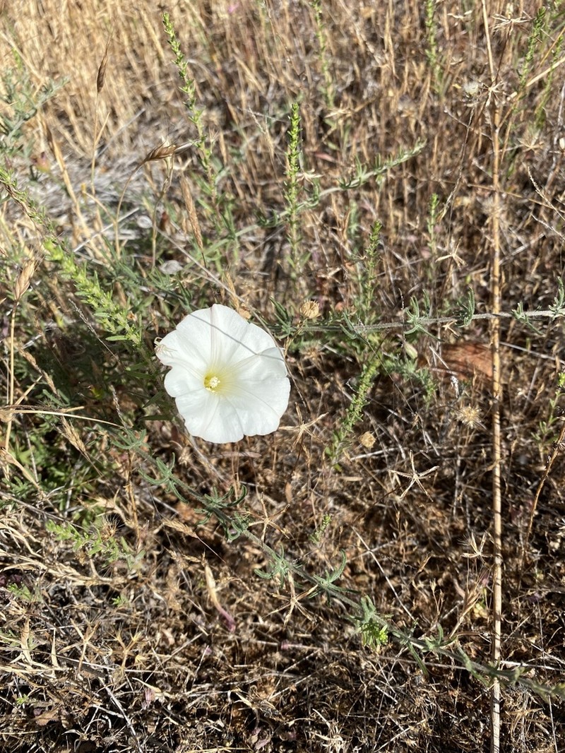 Stebbins' False Bindweed photo 4