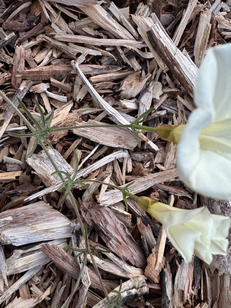 Stebbins' False Bindweed photo 5