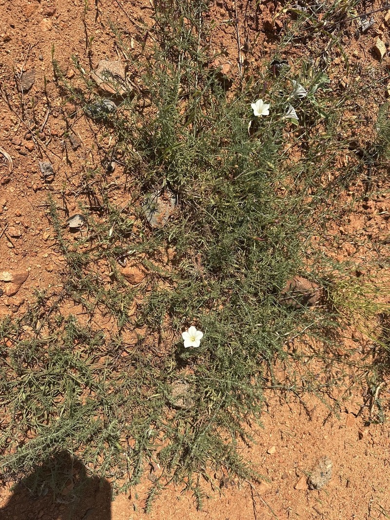 Stebbins' False Bindweed photo 6