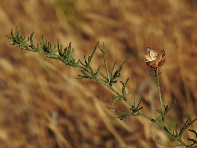 Stebbins' False Bindweed photo 7