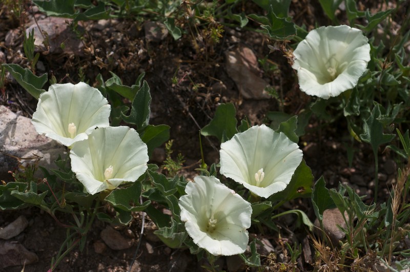 Hillside False Bindweed