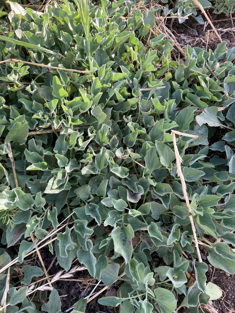 Hillside False Bindweed photo 2