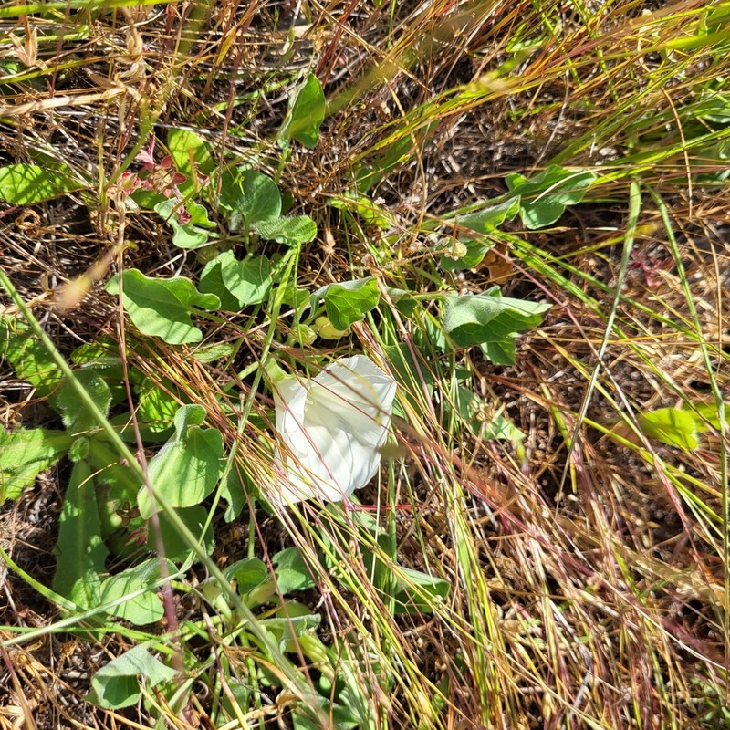 Hillside False Bindweed photo 3