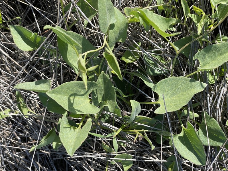 Hillside False Bindweed photo 4