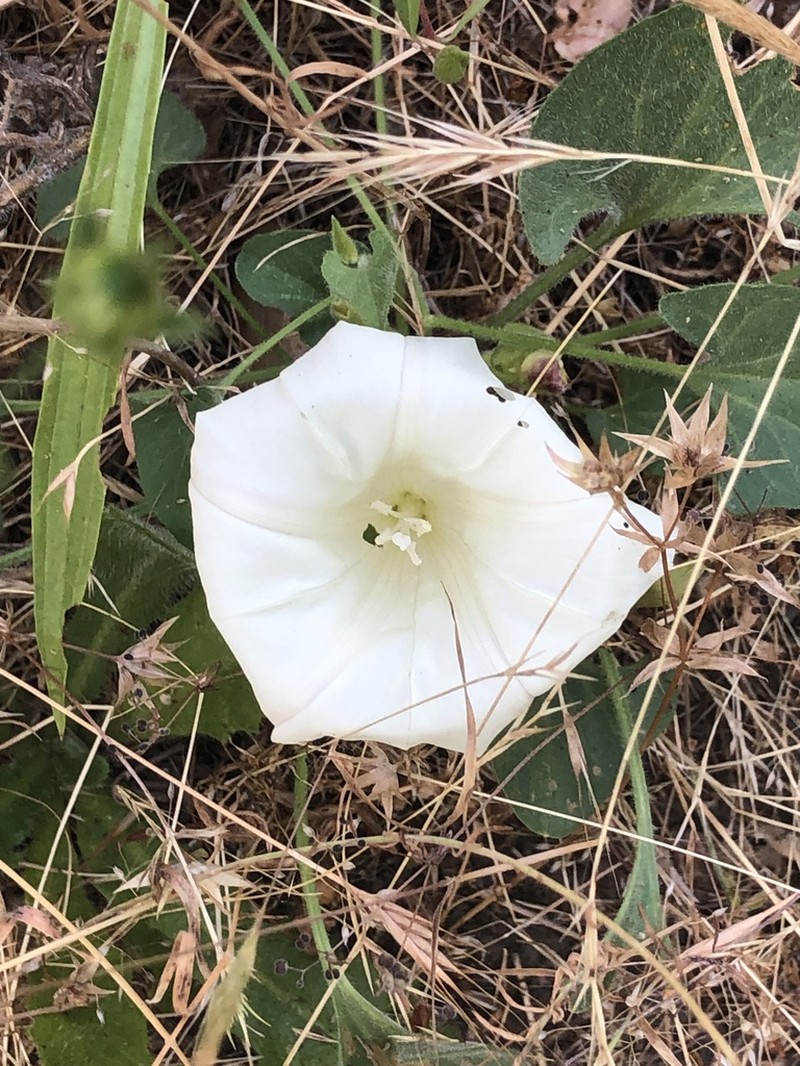 Hillside False Bindweed photo 5